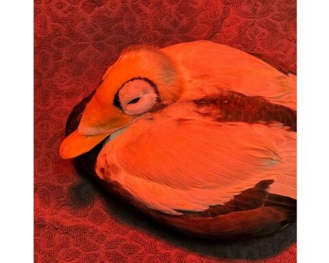 Zeldzame brileider in kritieke toestand opgenomen in Ecomare op Texel