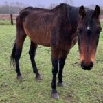Zes verwaarloosde paarden in Leudal in beslag genomen door Landelijke Inspectiedienst Dierenwelzijn