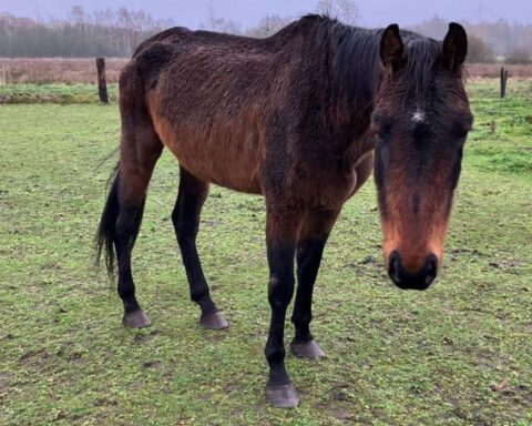 Zes verwaarloosde paarden in Leudal in beslag genomen door Landelijke Inspectiedienst Dierenwelzijn
