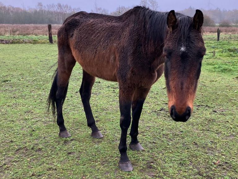 Zes verwaarloosde paarden in Leudal in beslag genomen door Landelijke Inspectiedienst Dierenwelzijn