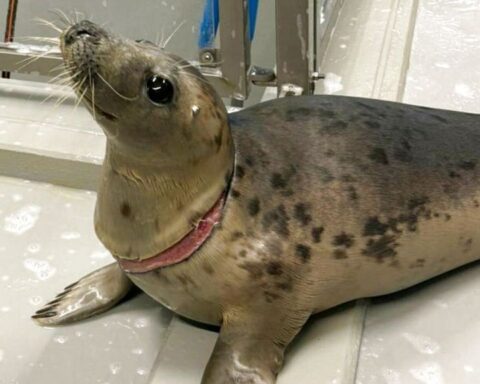 Zorgen om verstrikte zeehonden in Lauwersoog: 'Opruimen van afval is essentieel'