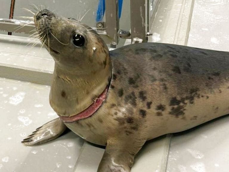 Zorgen om verstrikte zeehonden in Lauwersoog: 'Opruimen van afval is essentieel'