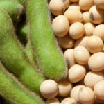 Oekraïne groeit uit tot sleutelpartner van de EU in sojaverwerking