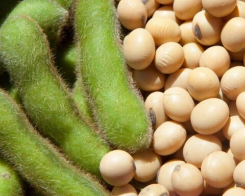 Oekraïne groeit uit tot sleutelpartner van de EU in sojaverwerking