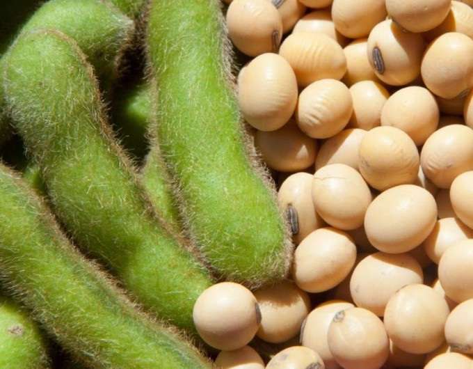 Oekraïne groeit uit tot sleutelpartner van de EU in sojaverwerking