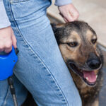 Servische en Russische diensten testten geluidswapens op honden