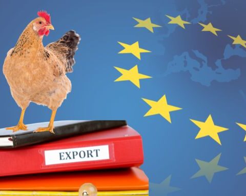 Oekraïense pluimvee-export versterkt voedselmarkten in de Europese Unie
