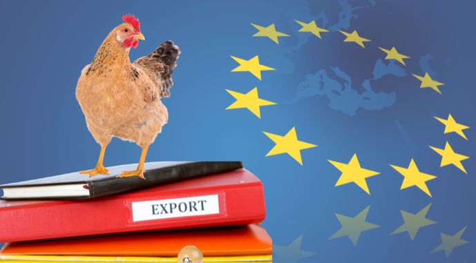 Oekraïense pluimvee-export versterkt voedselmarkten in de Europese Unie
