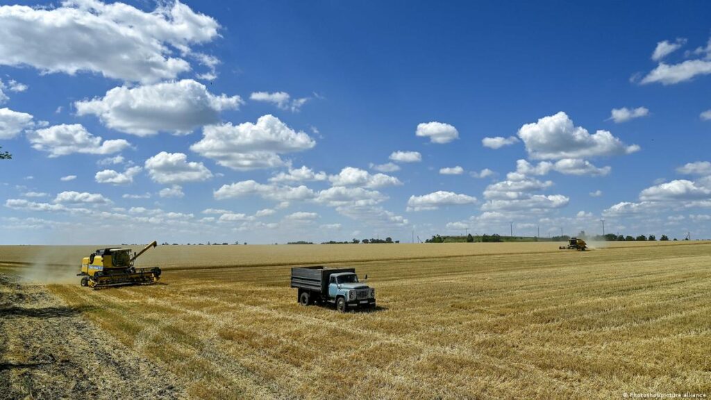 Oekraïense durumtarwe versterkt stabiliteit en diversificatie van de Italiaanse markt