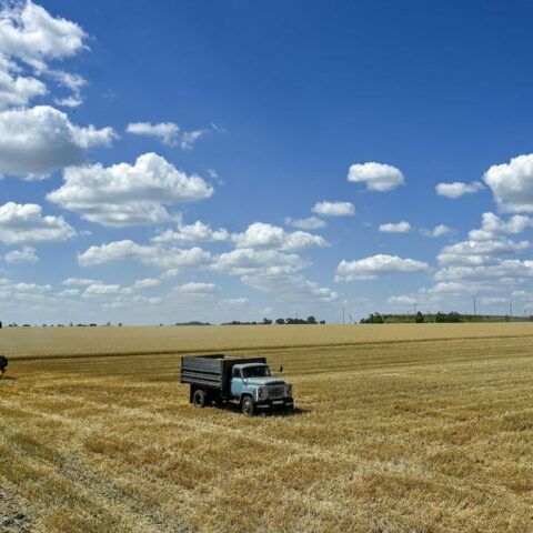 Oekraïense durumtarwe versterkt stabiliteit en diversificatie van de Italiaanse markt