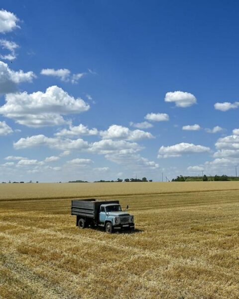 Oekraïense durumtarwe versterkt stabiliteit en diversificatie van de Italiaanse markt