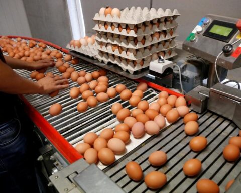 Oekraïne groeit uit tot cruciale externe buffer voor eierentekort in de Europese Unie