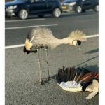 A2 bij Breukelen tijdelijk deels afgesloten door kraanvogels op de rijbaan