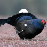 Aantal korhoenders op Sallandse Heuvelrug gedaald tot nog maar 25 exemplaren