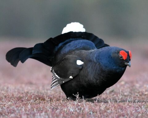 Aantal korhoenders op Sallandse Heuvelrug gedaald tot nog maar 25 exemplaren