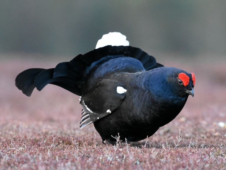 Aantal korhoenders op Sallandse Heuvelrug gedaald tot nog maar 25 exemplaren