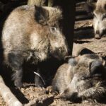 Apeldoorn besluit tot afschot van mannelijke wilde zwijnen in park Berg en Bos