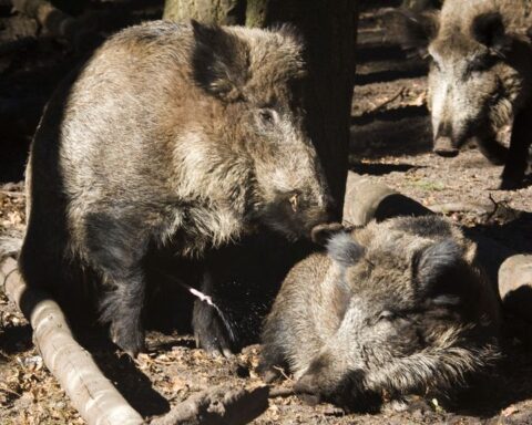 Apeldoorn besluit tot afschot van mannelijke wilde zwijnen in park Berg en Bos