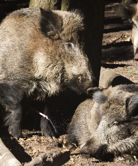 Apeldoorn besluit tot afschot van mannelijke wilde zwijnen in park Berg en Bos