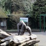 Apenheul verliest oudste spinapen Pepi op 57-jarige leeftijd; GaiaZOO in Kerkrade verwelkomt babygorilla