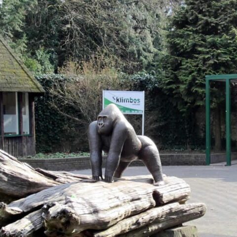 Apenheul verliest oudste spinapen Pepi op 57-jarige leeftijd; GaiaZOO in Kerkrade verwelkomt babygorilla