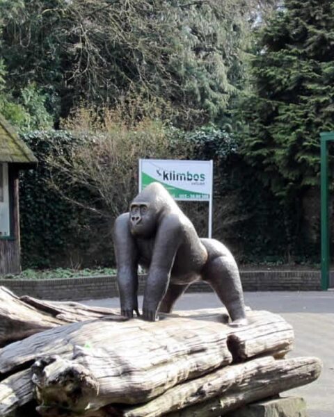 Apenheul verliest oudste spinapen Pepi op 57-jarige leeftijd; GaiaZOO in Kerkrade verwelkomt babygorilla
