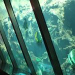 Artis Zoo откроет исторический аквариум 13 июня 2026 года после пятилетнего ремонта