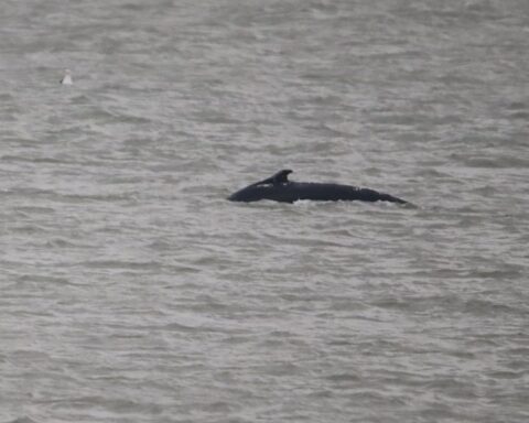 Bultrugwalvis gezien voor de kust van IJmuiden