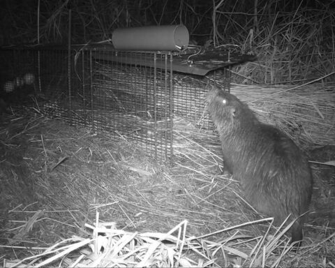 Grote beverrat van meer dan een meter gevangen in Friesland, vijfde in vijftig jaar