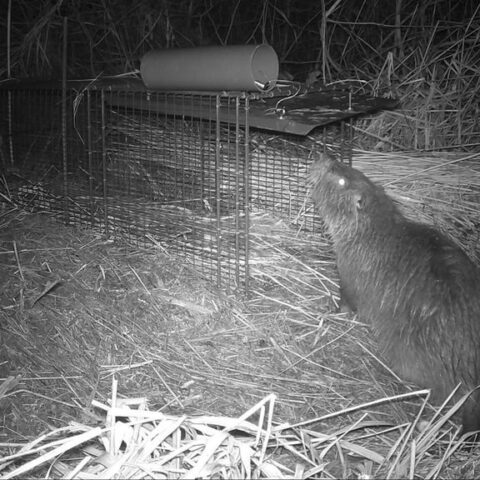 Grote beverrat van meer dan een meter gevangen in Friesland, vijfde in vijftig jaar