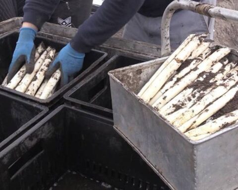 Helmond introduceert verblijfsbelasting voor arbeidsmigranten zonder inschrijving