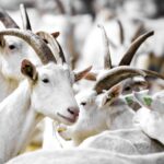 Kabinet stelt besluit over afstand uit, geen nieuwbouw bij geiten