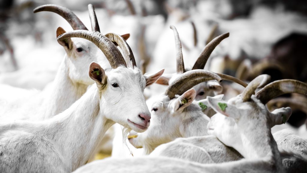 Kabinet stelt besluit over afstand uit, geen nieuwbouw bij geiten