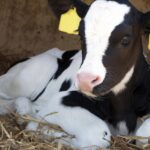 Kalf met vijf benen vindt thuis op boerderij in Drenthe