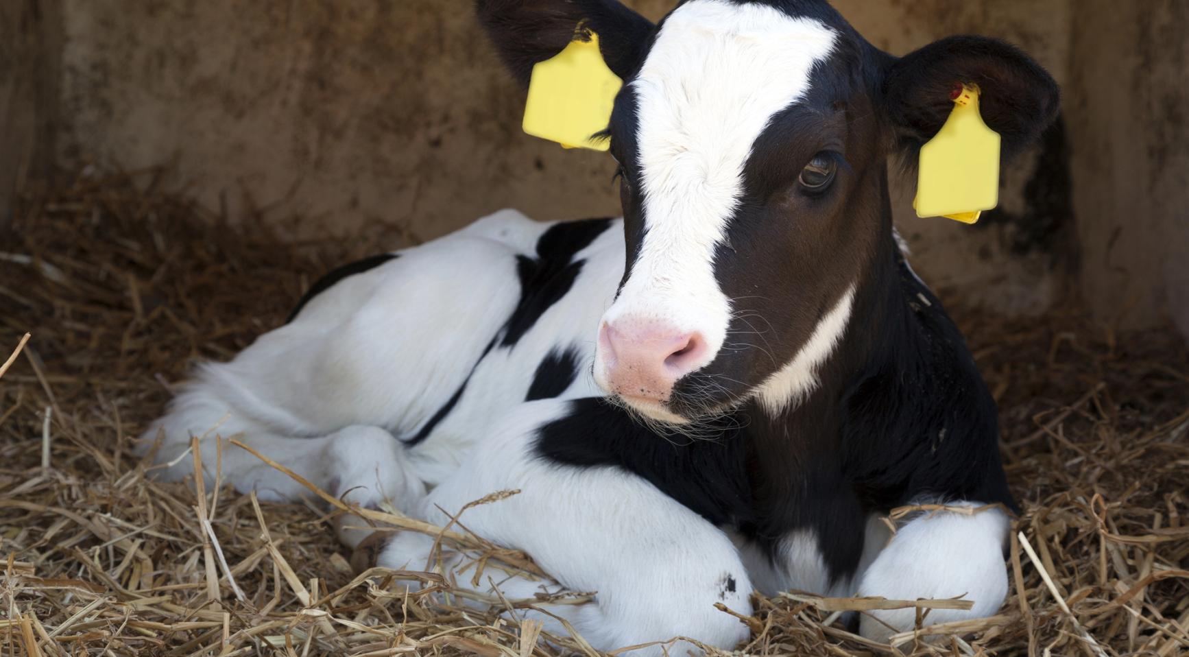 Kalf met vijf benen vindt thuis op boerderij in Drenthe