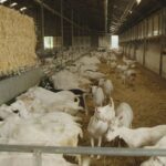 Kamer vraagt kabinet om snelheid bij afstand tussen nieuwbouw en geiten
