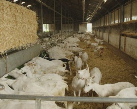 Kamer vraagt kabinet om snelheid bij afstand tussen nieuwbouw en geiten