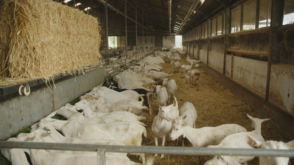 Kamer vraagt kabinet om snelheid bij afstand tussen nieuwbouw en geiten