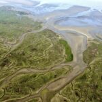 Langdurig baggeren in de Westerschelde leidt tot natuurverlies