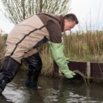 Nederlandse waterschappen vangen 84.438 muskusratten in 2025 vanwege bedreiging van de dijken