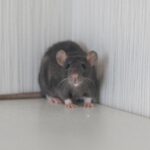 Toename van ongedierte leidt tot sluitingen van horecagelegenheden in Nederland, vooral in Amsterdam