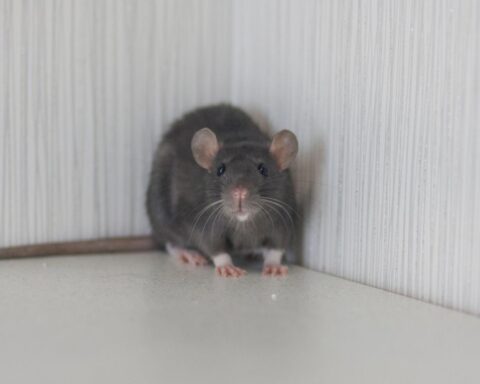 Toename van ongedierte leidt tot sluitingen van horecagelegenheden in Nederland, vooral in Amsterdam