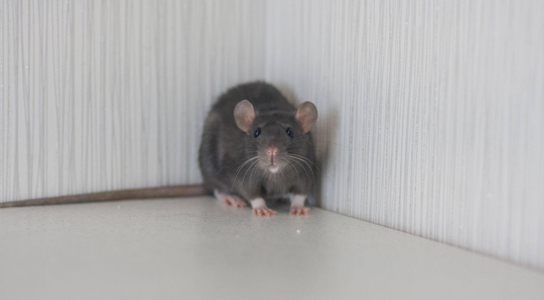 Toename van ongedierte leidt tot sluitingen van horecagelegenheden in Nederland, vooral in Amsterdam