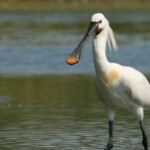 Twee van de drie gezenderde Zeeuwse lepelaars overleefden de winter niet