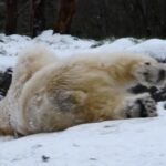 Video: Sneeuwplezier voor ijsberen terwijl Nederlandse dierentuinen zich aanpassen aan winterse omstandigheden