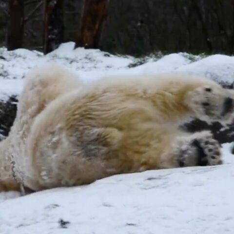 Video: Sneeuwplezier voor ijsberen terwijl Nederlandse dierentuinen zich aanpassen aan winterse omstandigheden