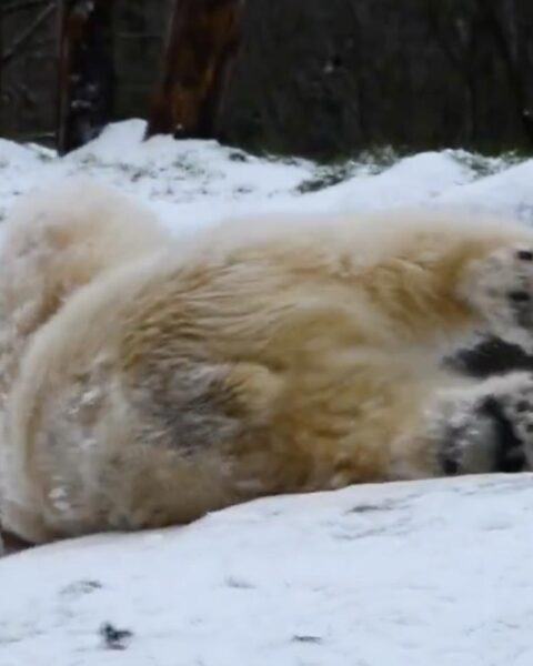 Video: Sneeuwplezier voor ijsberen terwijl Nederlandse dierentuinen zich aanpassen aan winterse omstandigheden