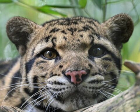 Vrouwelijke nevelpanter gestorven na aanval van mannelijke soortgenoot in dierenpark Volkel