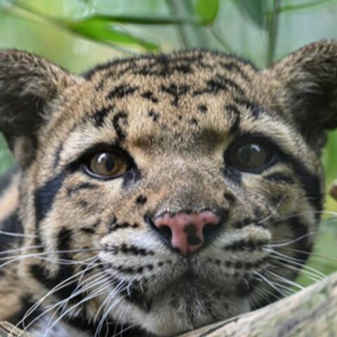 Vrouwelijke nevelpanter gestorven na aanval van mannelijke soortgenoot in dierenpark Volkel