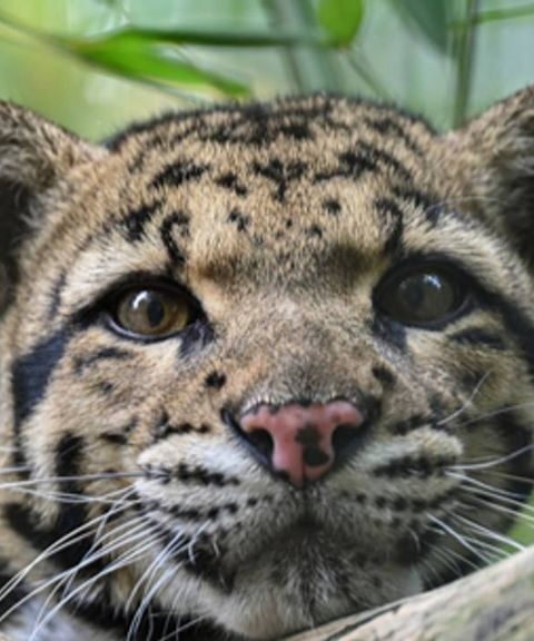 Vrouwelijke nevelpanter gestorven na aanval van mannelijke soortgenoot in dierenpark Volkel